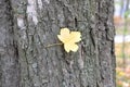 This is a small yellow leaf of a maple that has broken loose from ÃÂ  tree Royalty Free Stock Photo